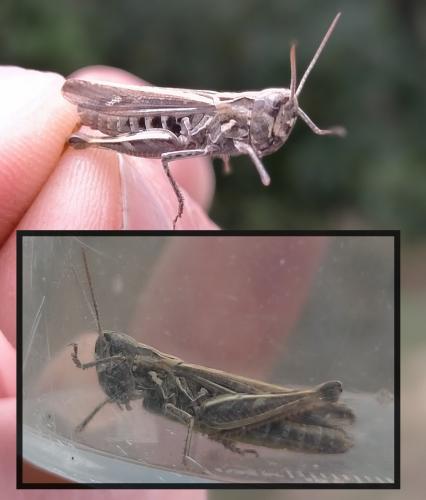 Chorthippus sp.